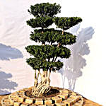 Air Roots Ficus Bonsai Plant
