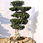 Air Roots Ficus Bonsai Plant