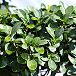 Air Root S Shaped Ficus Bonsai Plant