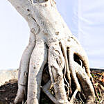 Air Root S Shaped Ficus Bonsai Plant