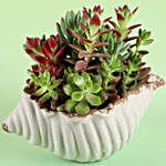 Succulents Dish Garden In White Shell Pot