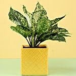Aglaonema Plant in Yellow Ceramic Pot