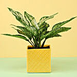 Aglaonema Plant in Yellow Ceramic Pot
