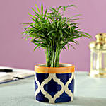Chamaedorea Palm Plant in Blue Ceramic Pot