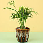 Chamaedorea Palm Plant in Brown Ceramic Pot