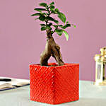 Ficus Bonsai Plant in Red Ceramic Pot