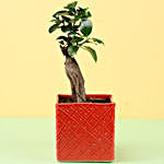 Ficus Bonsai Plant in Red Ceramic Pot