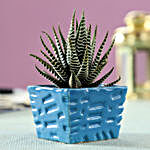 Haworthia Plant in Sky Blue Ceramic Pot