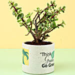 Jade Plant in Beige Ceramic Pot