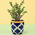 Jade Plant in Blue Ceramic Pot