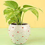 Money Plant in Polka Dots Ceramic Pot