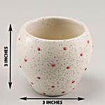 Money Plant in Polka Dots Ceramic Pot