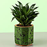 Dracaena Plant In Hexagon Cork Pot