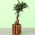Ficus Bonsai In Double Shaded Cork Planter