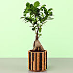 Ficus Bonsai In Double Shaded Cork Planter