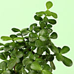 Jade Plant In Artistic Resin Planter
