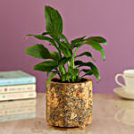 Peace Lily Plant In Double Shaded Cork Planter