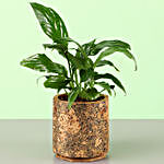 Peace Lily Plant In Double Shaded Cork Planter