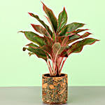 Pink Aglaonema In Shaded Cork Planter