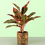 Pink Aglaonema In Shaded Cork Planter