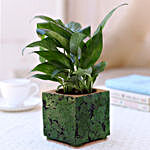 Peace Lily In Green Cork Planter