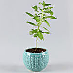 Bhringraj Plant In Ceramic Pot