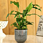 Peace Lily Plant In Melamine Pot