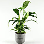 Peace Lily Plant In Melamine Pot