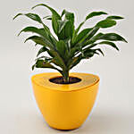 Dracaena Plant In Yellow UV Pot