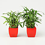 Set Of 2 Bamboo Plants in Red Pot