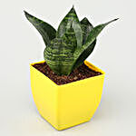 Sansevieria Plant In Yellow Pot