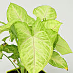 Syngonium Plant In Classic Green Pot