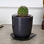 Barrel Cactus Plant in Melamine Pot Black