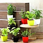 Air Purifying & Leafy Green Plants- Set of 8