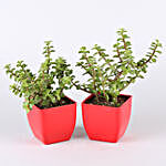 Air Purifying & Leafy Green Plants- Set of 8