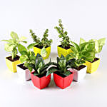 Air Purifying Plants & Succulents- Set Of 8