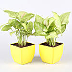 Air Purifying Plants & Succulents- Set Of 8