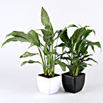 Peace Lily Plant Set in Colourful Pots