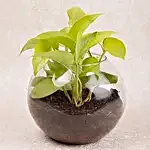 Money Plant In Glass Vase