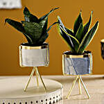 Set of 2 Sansevieria Plants In Ceramic Stand Planters