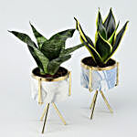 Set of 2 Sansevieria Plants In Ceramic Stand Planters