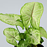 Syngonium Plant In Personalised Mug Planter