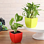 Two Layer Lucky Bamboo & Money Plant set