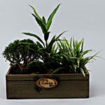 Dracaena & More In Wooden Tray