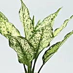 Silver Aglaonema Plant in Maryram Pot