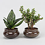 Green Sansevieria & Jada Plant In Potpori Bowls