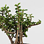 Green Sansevieria & Jada Plant In Potpori Bowls
