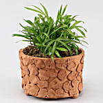 Chamaedorea Plant In Patch Design Terracotta Pot