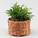 Chamaedorea Plant In Patch Design Terracotta Pot