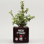 Jade Plant In Pyari Maa Square Glass Vase